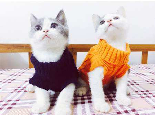 How is the price of Garfield cats in Beijing in 2019?