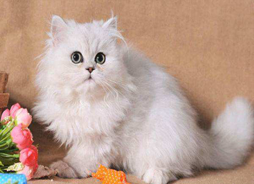 Why does the British Shorthair cat
