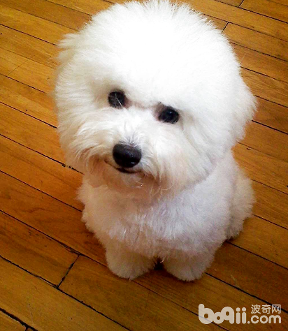 The whole growth process of Bichon Frize puppies from birth to 2 months