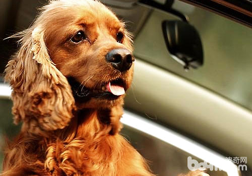 Why dogs The dog likes to stick its head out of the window while driving.