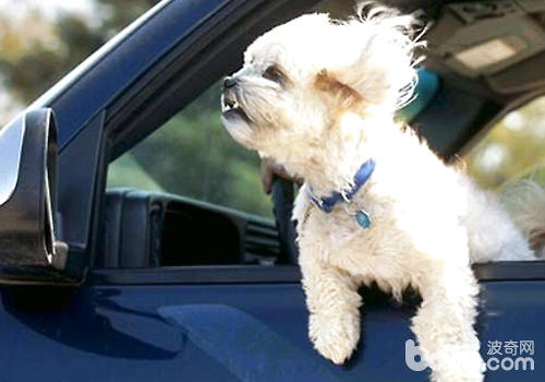 Why do dogs like to stick their heads out of the window when driving in the car