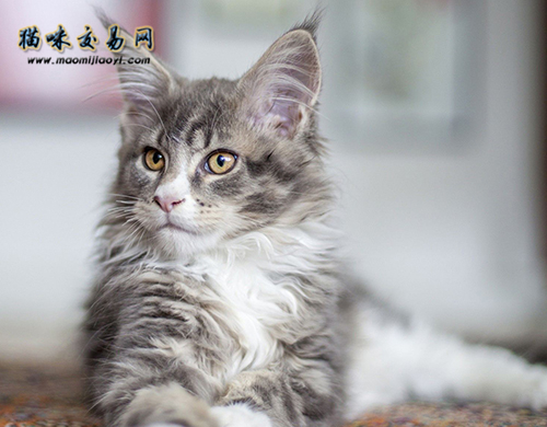 What is the difference between ordinary domestic cats and pet cats?