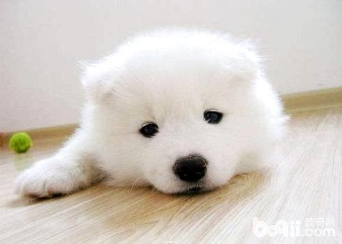 Five reasons why Samoyeds cannot raise Samoyeds