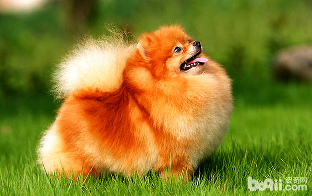 What should I do if my dog ​​is vomiting?
