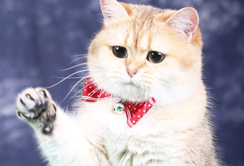 What is the price of Devon Curly Cat Market in Dongguan City?