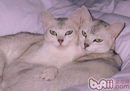  What are the morphological characteristics of Pomera cats?