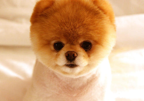 Care for the elderly What issues should the elderly pay attention to when raising dogs?