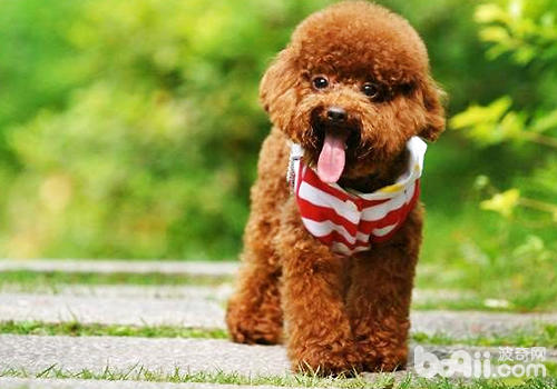 What issues should the elderly pay attention to when raising dogs