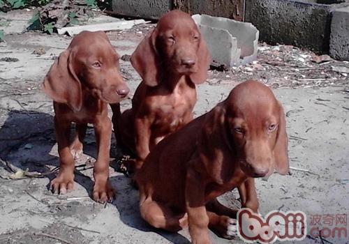 What kind of Dogs need calcium supplements