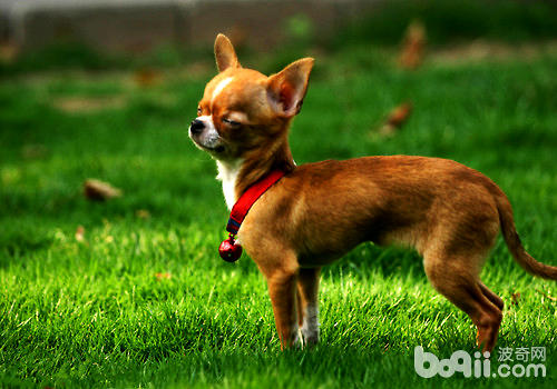 Why does the Chihuahua tremble?