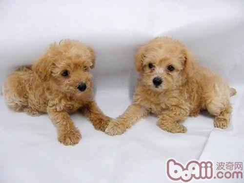 How to prevent guest dogs from biting items
