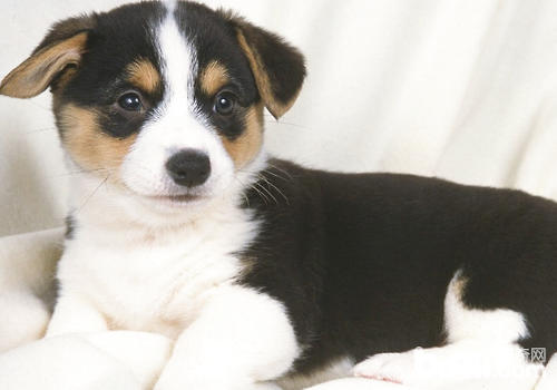 Guide the dog What are the factors that cause adverse reactions to vaccines?