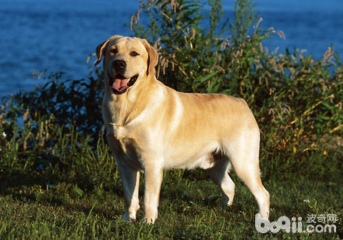 What are the factors that lead to adverse reactions to vaccines in dogs?