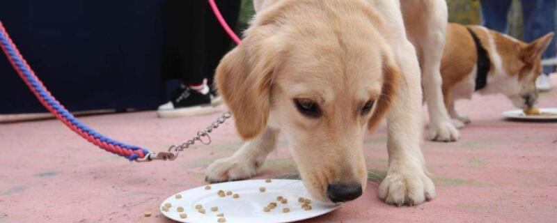 What should I do if my puppy doesn