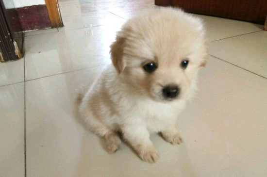 What to do if the puppy doesn