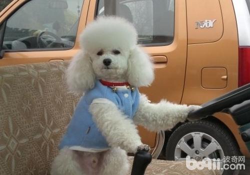 guest dog