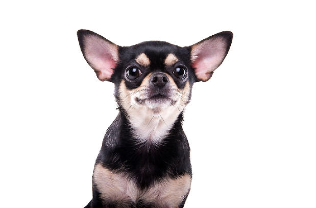 Why is the Chihuahua shaking