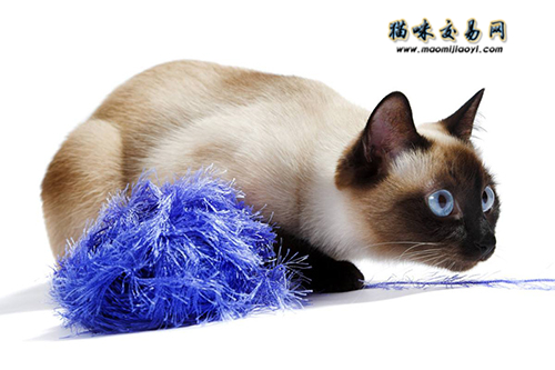 Why are Siamese cats so smelly? You won