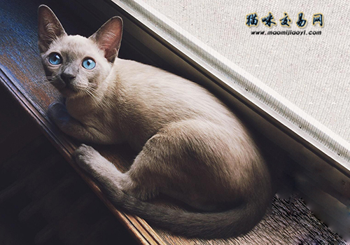Why are Siamese cats so smelly? You won