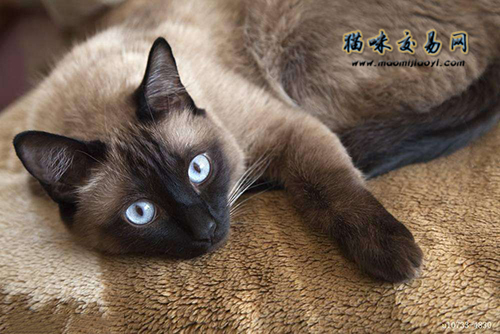 Why are Siamese cats so smelly? You won