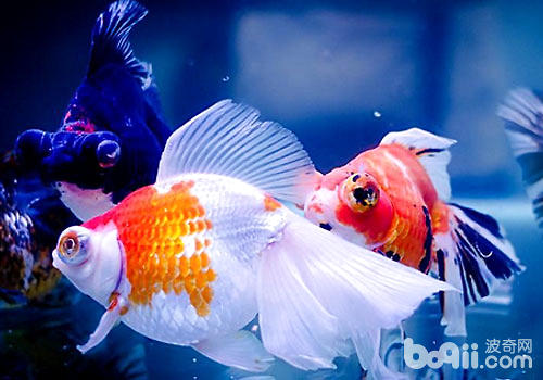 What are the ginseng fish suitable for humans to raise?