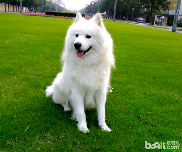 When do Samoyed teeth change