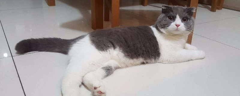  What should I do if my cat doesn’t eat cat food?