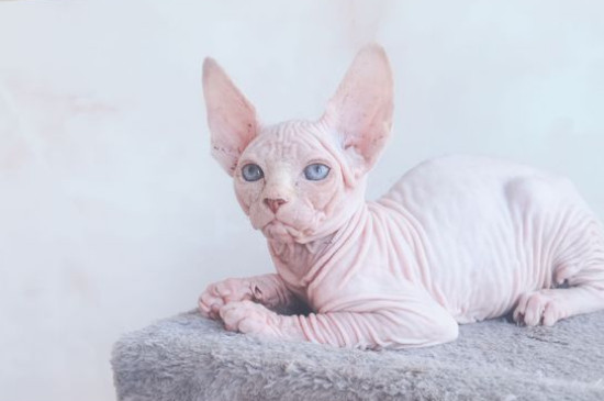 What to do if the cat doesn
