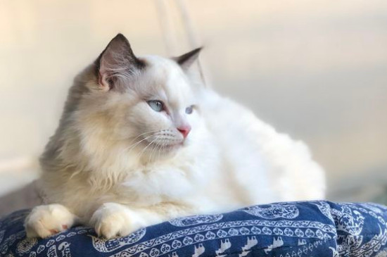 What to do if the cat doesn