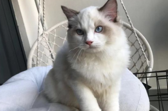 What to do if the cat doesn