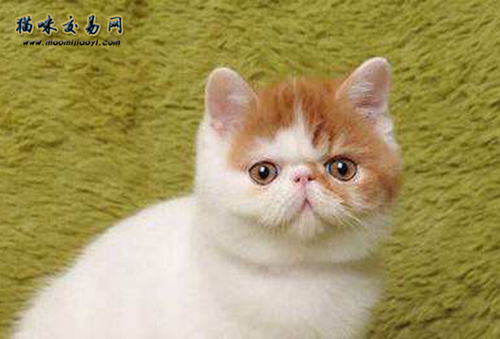 Why does the British Shorthair cat
