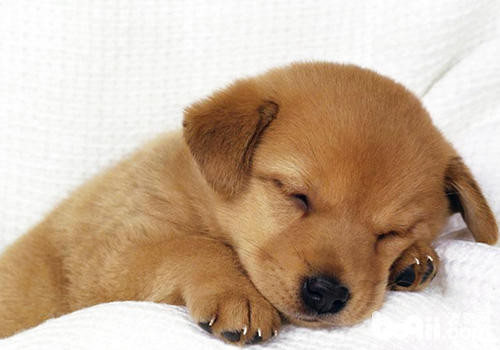Train transportation of pets What are the confirmations
