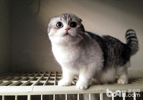 What is the price of breeding purebred cats?
