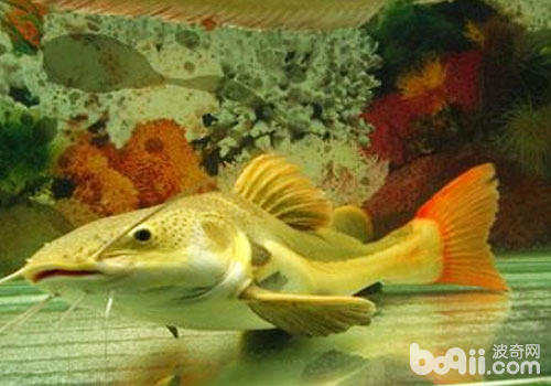 Things to note when purchasing and raising Lucky Cat Fish