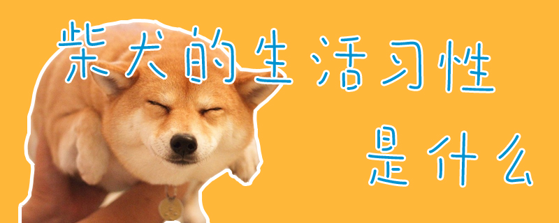 What are the living habits of the Shiba Inu