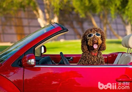 Slow solution dog Ways to help dogs get car sick