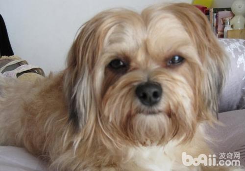 Sugar About What is the role of dogs?
