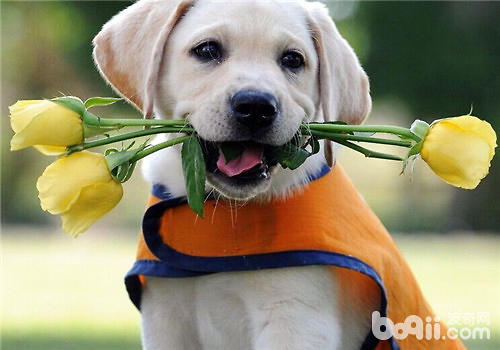 What are the pets suitable for single women to keep?