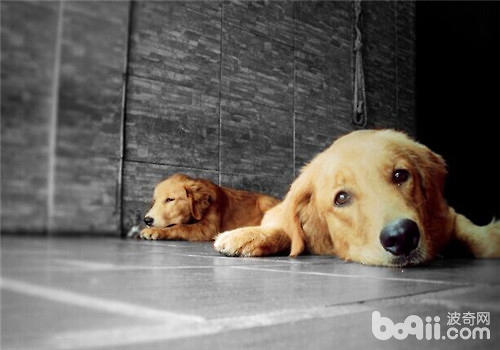 What are the pets suitable for single women to keep?