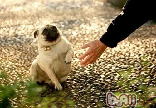 Several suggestions to prevent dogs from being stolen