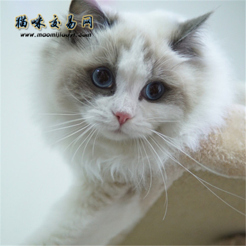 Why is it called a Ragdoll cat? What its owner must know