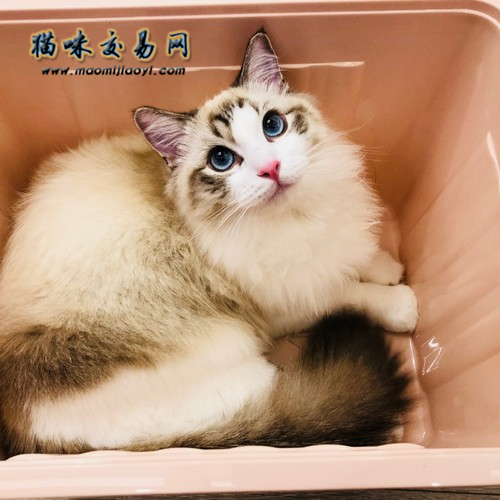 Why is it called a Ragdoll cat? What its owner must know