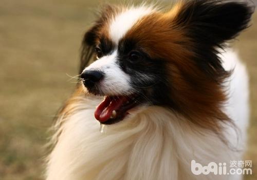 Peplum dog