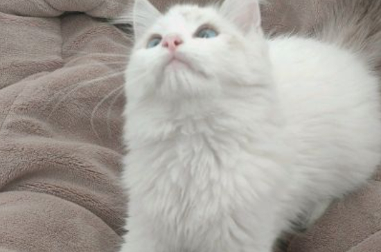 Why do cats vomit food