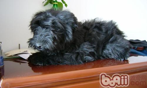 What foods are harmful to pet cats and dogs