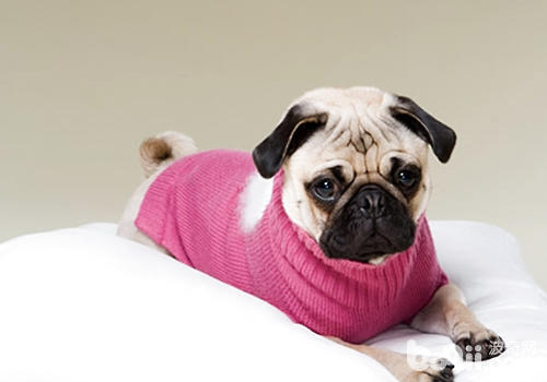 Some things you need to know about raising a dog