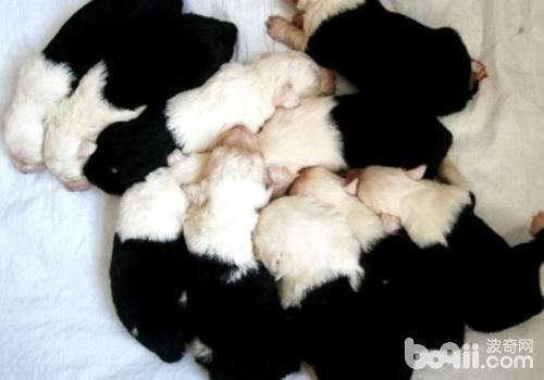 Some things you need to know about raising a dog