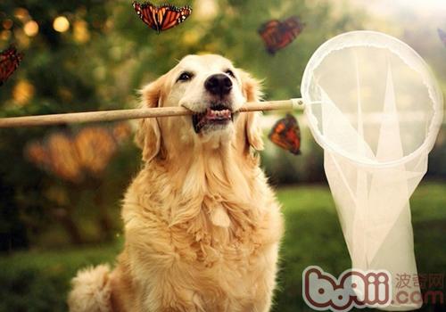 Dog is 