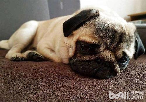 What are the reasons for guiding dogs to eat feces? 