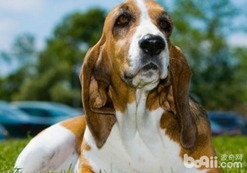 Cause dogs Causes of Shortness of Breathing